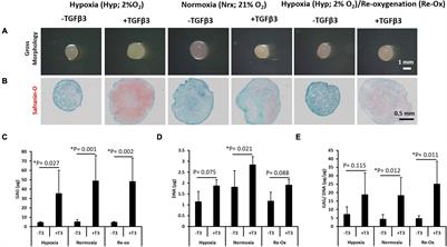 Inability of Low Oxygen Tension to Induce Chondrogenesis in Human Infrapatellar Fat Pad Mesenchymal Stem Cells